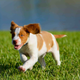 Illustration for article titled 39 *Scratchy Scratchy* Photos of Dogs
